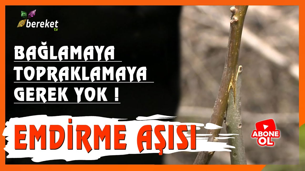 Emdirme Aşısı - Kalem Aşıları