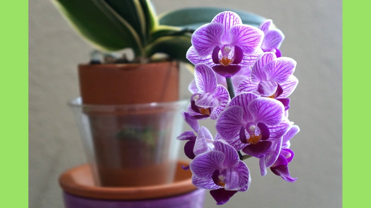 This Ratio of Media Mix is Loved by My Phal  Sogo Vivien | Orchid Growing Care Tips
