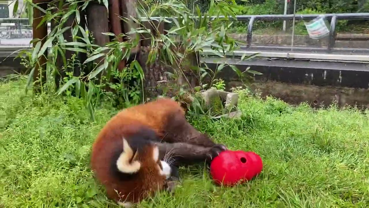 【天王寺動物園】レッサーパンダの咲弥ちゃん⚠️閲覧注意⚠️声が出てしまいます！
