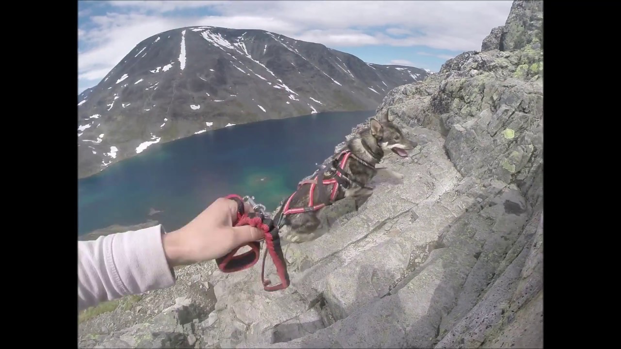 Besseggen With a Dog