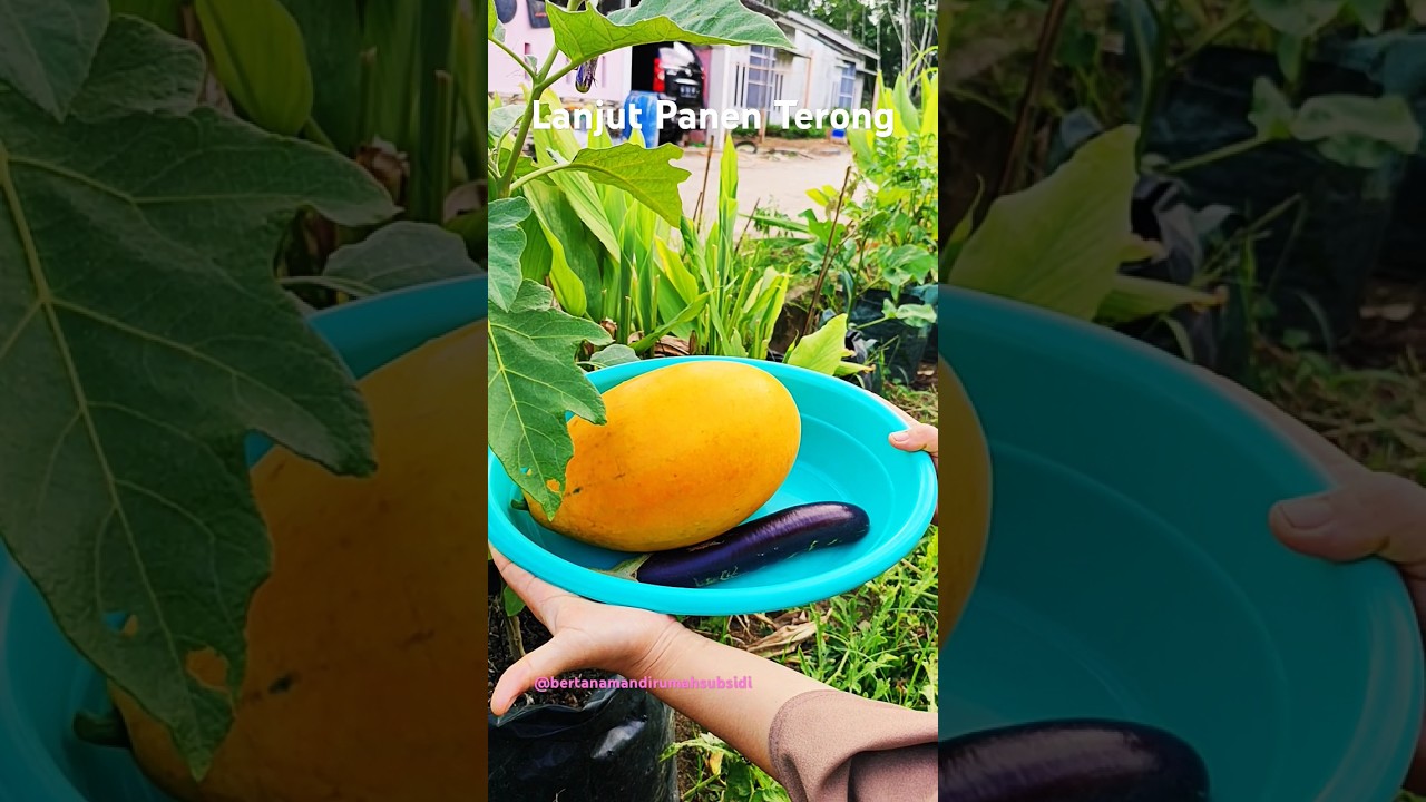 Lanjut panen terong di depan rumah