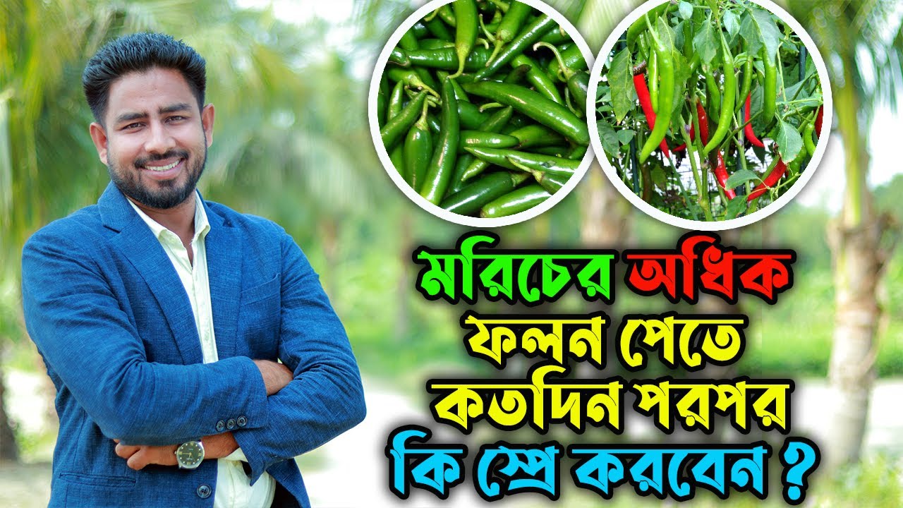 মরিচের অধিক ফলন পেতে কত দিন পর পর কি স্প্রে করবেন ? Agro One- একটি আধুনিক কৃষি প্রচেষ্টা