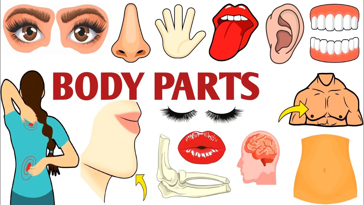 Parts of the Body | Parts of the Body for LKG Kids | Learn Body Parts & Sense Organs | #partsofbody 