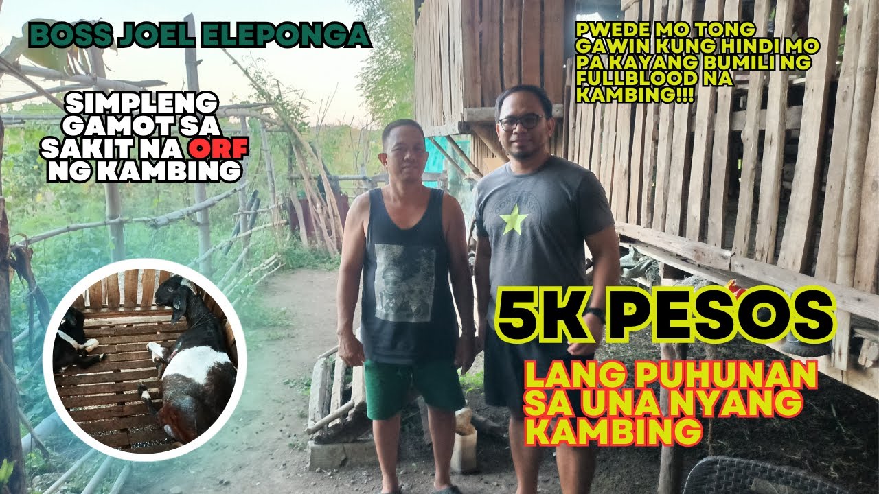 BACKYARD GOAT BREEDER NG LIAN BATANGAS/BOSS JOEL ELEPONGA/GOAT FARMING PHILIPPINES