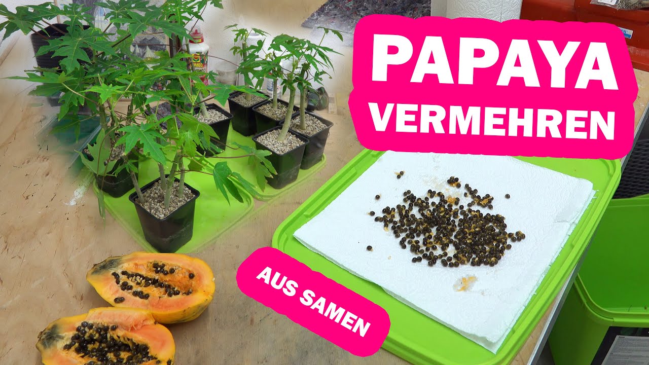 Papaya Anzucht, Vermehrung und Rückschnitt