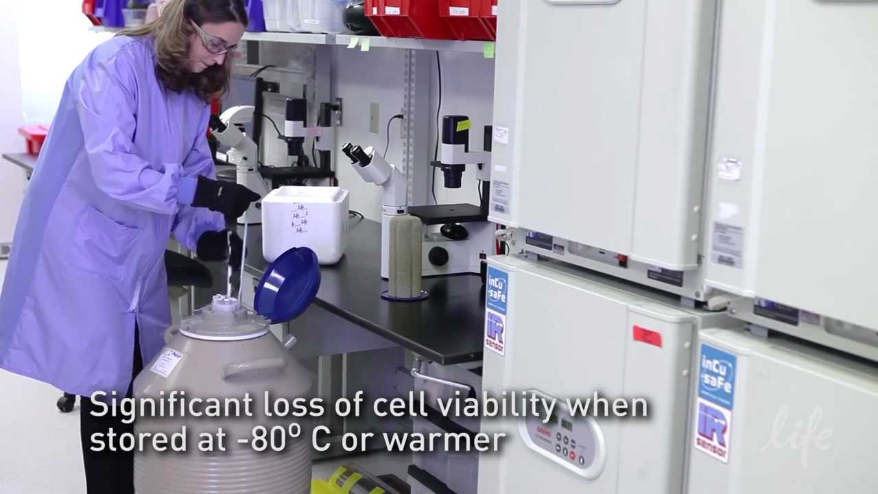 How to receive and store primary cells