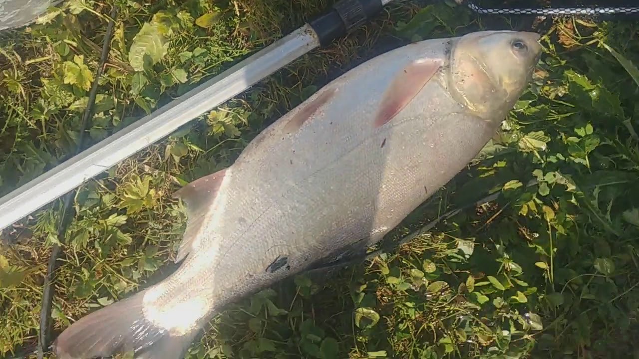 МОЙ ПРУД.  Откачиваю воду.