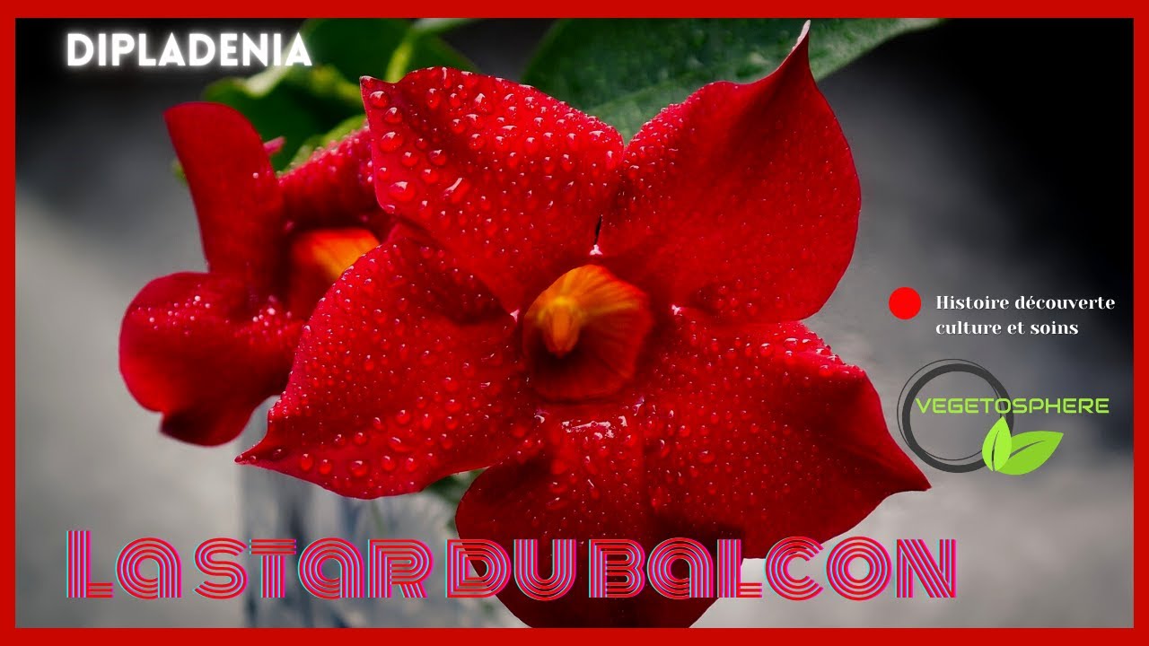 Dipladenia, Mandevilla, Mandevillea, Tropidenia, Sundaville #vegetosphere  #dipladenia #mandevilla