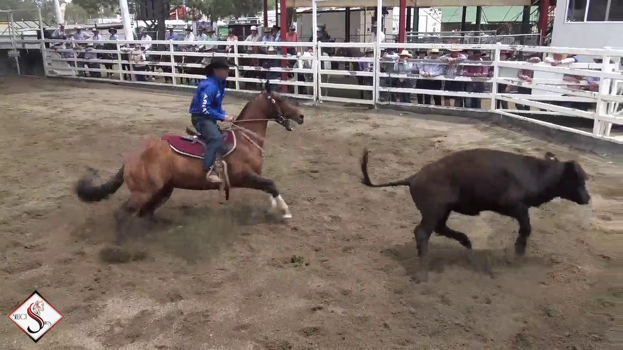 2018 Warwick Gold Cup - Reys Ya Garter & Hugh Miles - 3 Rd compilation