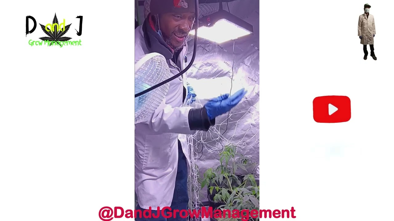 Scrog ( Screen Of Green) set up to switch to flowering - D and J Grow Management