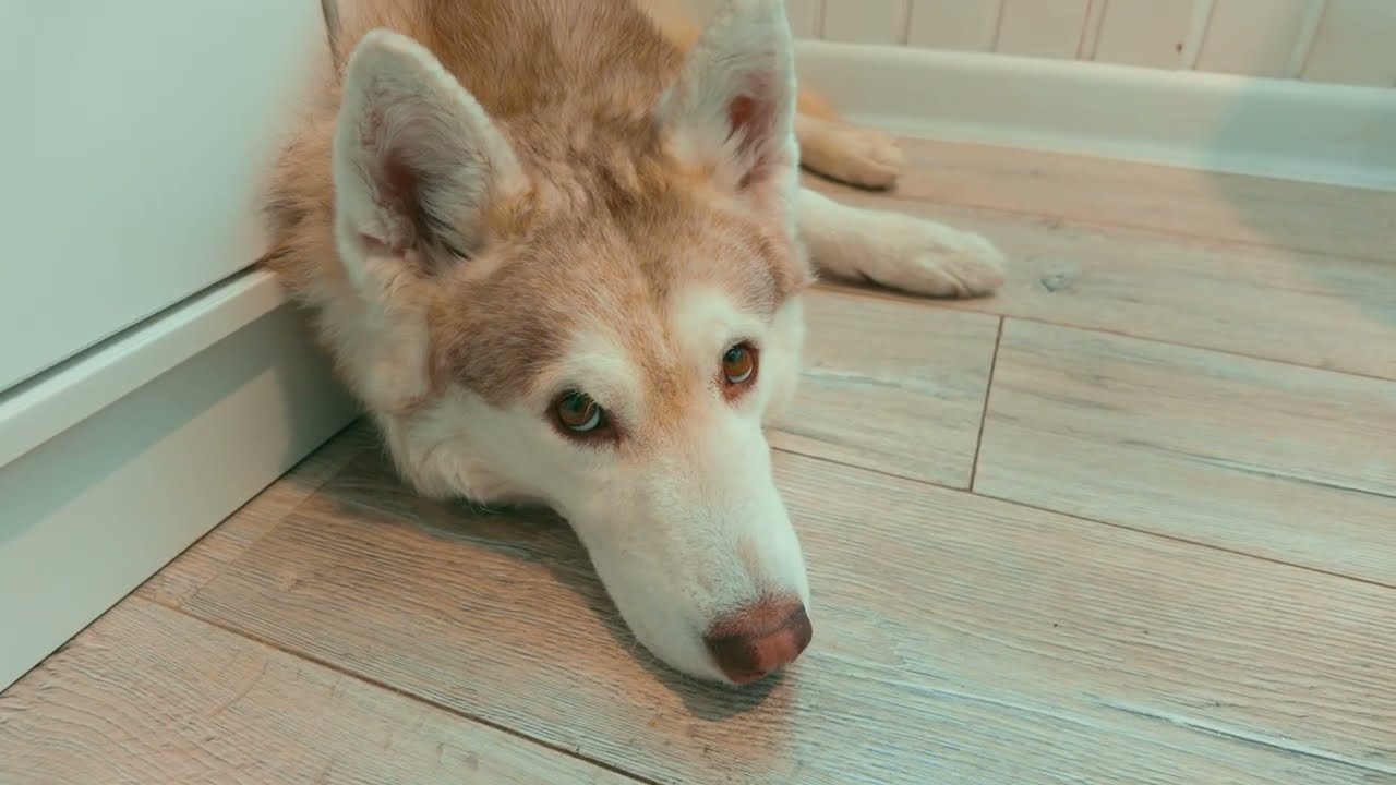 КАК ЖИТЬ БЕЗ КОРГИ КОРЖИКА?