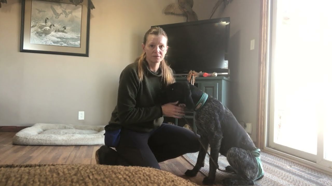 Force Fetch Tutorial for JGHV Dog Owners - Day 4 with Deutsch Drahthaar