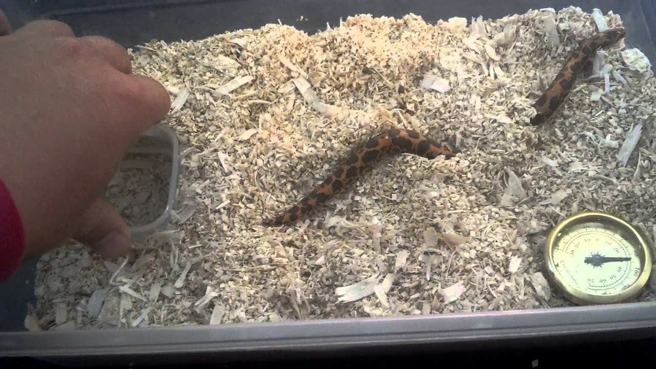 Kenyan sand boa care and setup