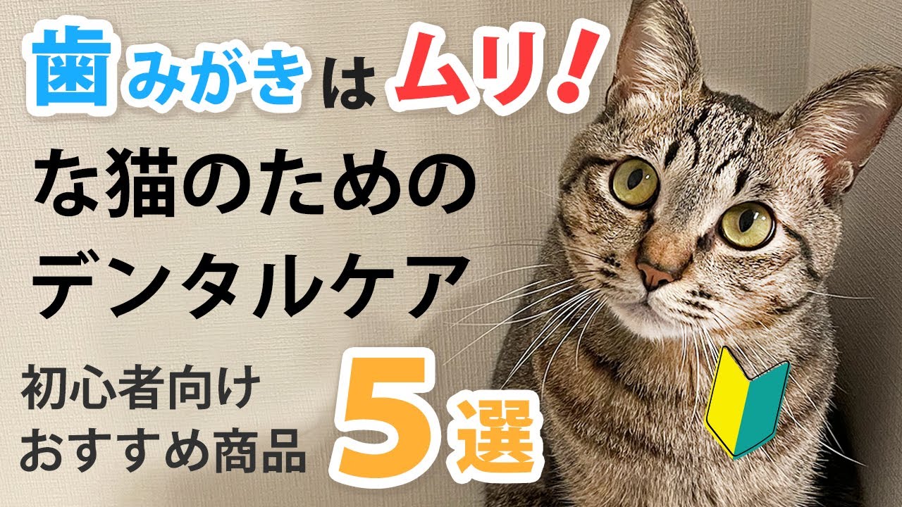【スタッフ猫 愛用品】猫の歯磨き、正直キツイ！歯ブラシできない猫ちゃんにおすすめのデンタルグッズを紹介します！