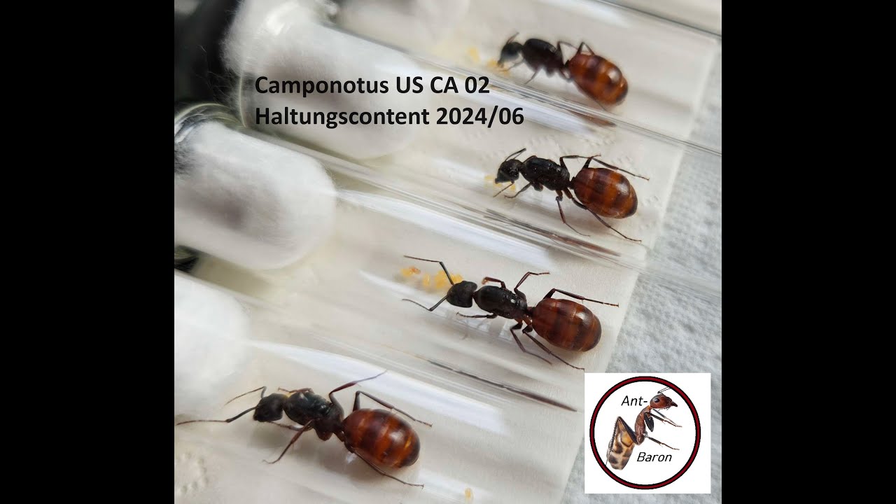 Camponotus us ca 02 | Meine fünf Kolonien in der Übersicht | #ModernAntBlog | 0002