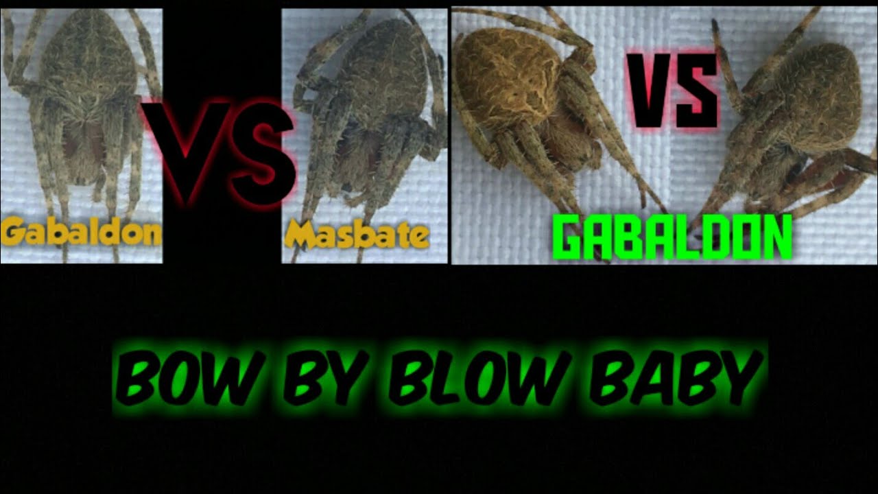 Masbate Vs Gabaldon 