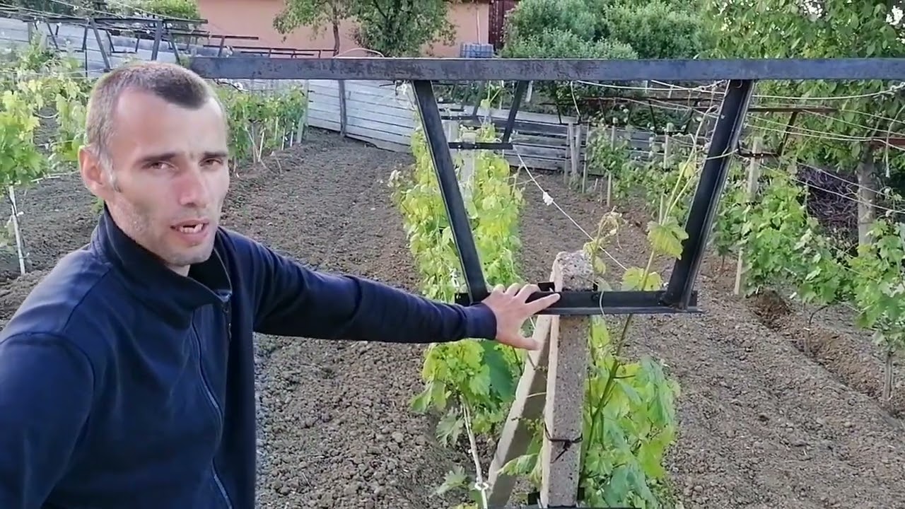 Sistemul de sustinere Gable la vita de vie pentru struguri de masa