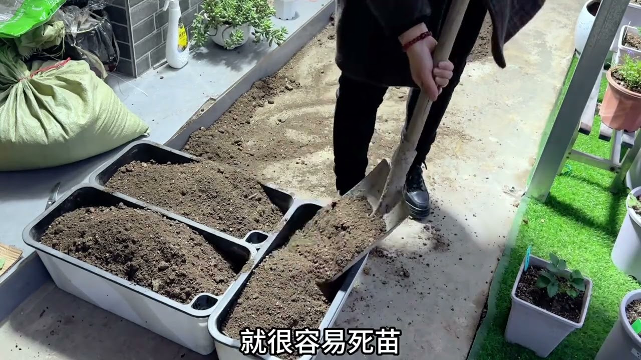 普通花盆和水培花盆 種出來的草莓會有區別嗎 普通花盆和水培花盆 種出來的草莓會有區別嗎#家庭種植 #