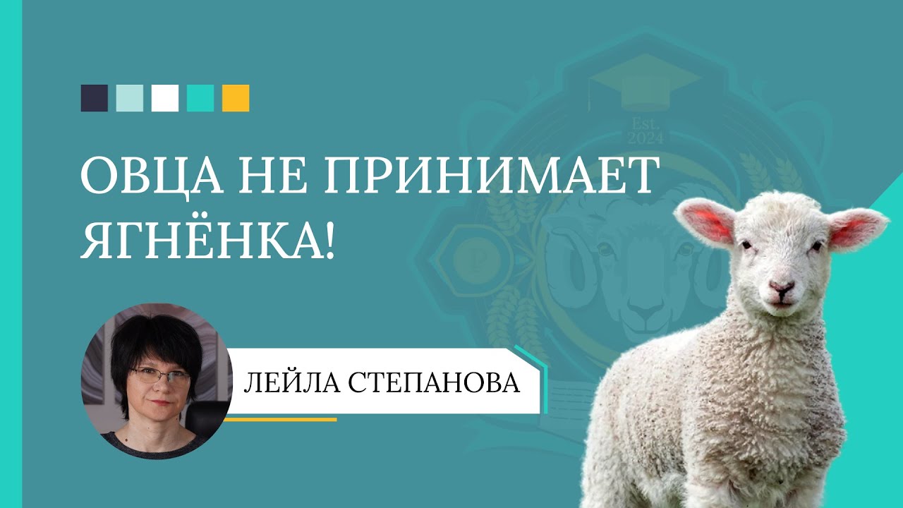 Овца не принимает ягнёнка? 5 способов решить проблему!