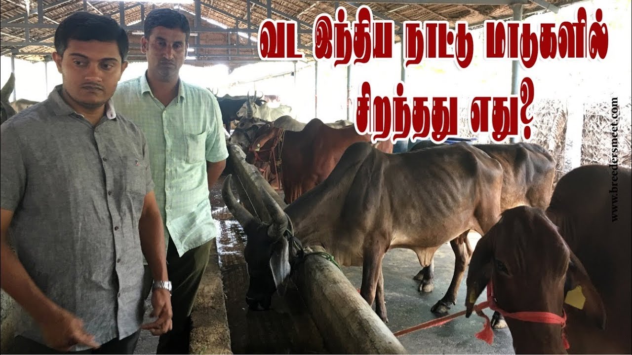 வட இந்திய நாட்டு மாடுகளில் சிறந்தது எது?9070507050, 9943770000