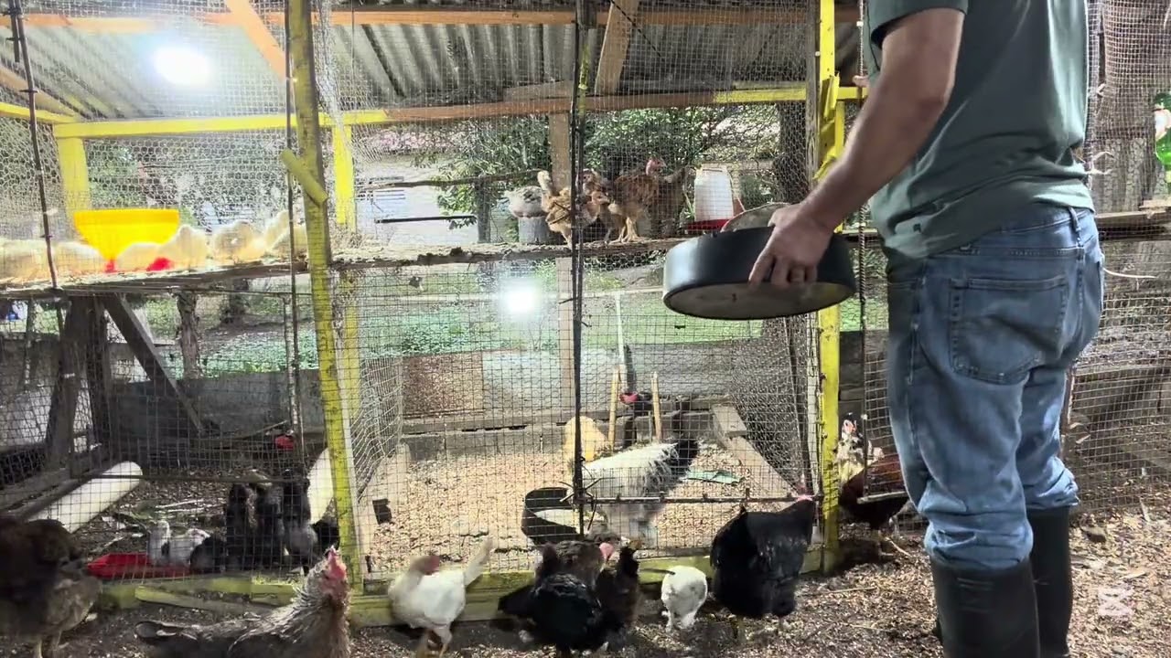 Bien temprano antes de ir al trabajo , con mis animales 🐓 🦃 🦆 