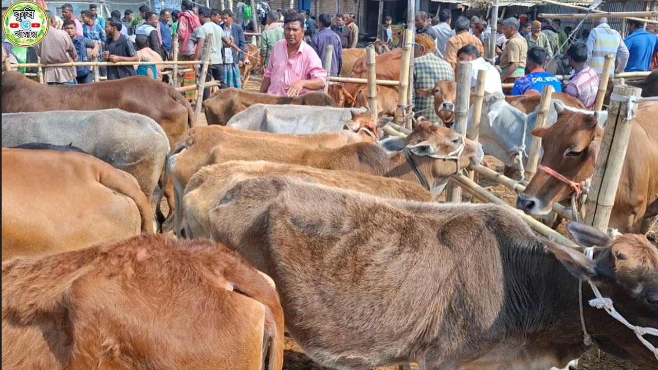 আজ ১৪/২/২৬ | চাঁদপুরের খামারী কেমন দামে সবচেয়ে শুকনো হাড্ডিসার গাভী কিনছেন | কাহারোল হাট 