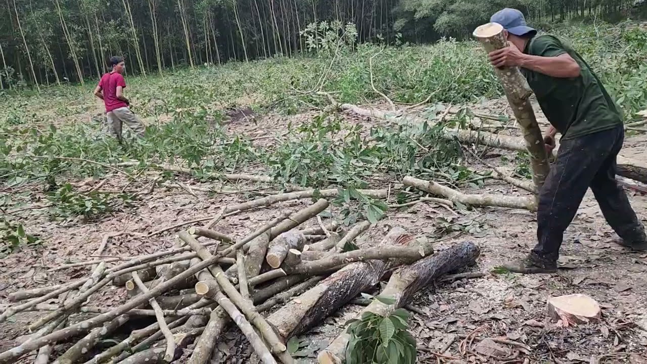 CƯA LÔ CÂY CAO SU 7 SÀO - NAM HÀ - TRÀ TÂN - LÂM ĐỒNG P CUỐI#