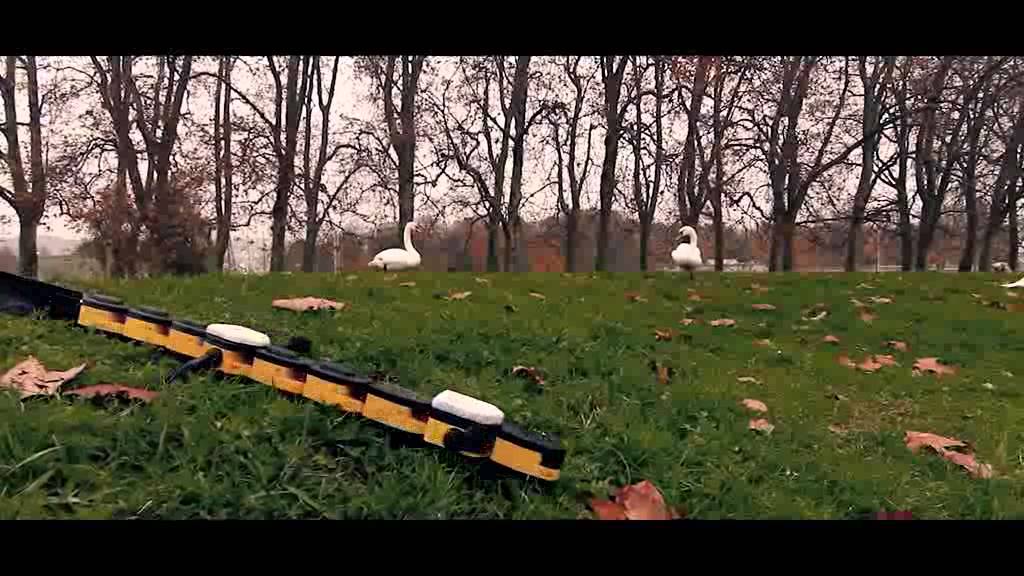 Salamandra robotica II walking and swimming outdoors