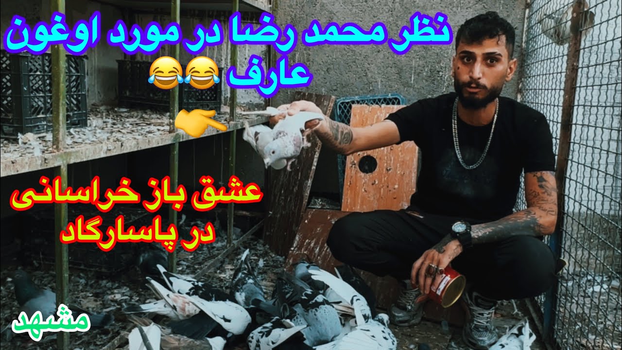 آمدن چاشنی باز و رنگه باز خراسانی محمدرضا به بوم!برسی خانواده اهوازی و طوقی های اهدایی محمدآریا مشهد