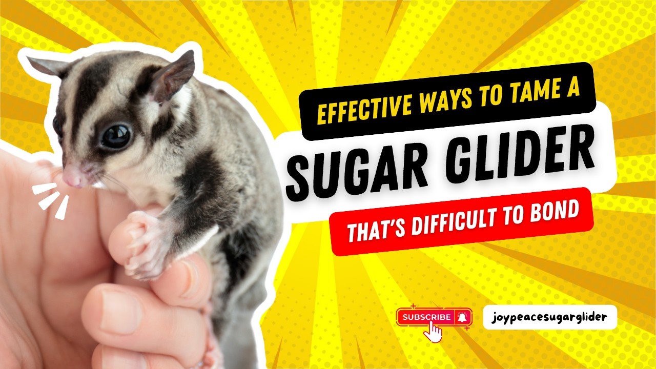 Effective Ways to Tame a Sugar Glider That's Difficult to Bond With : Tips and Trick