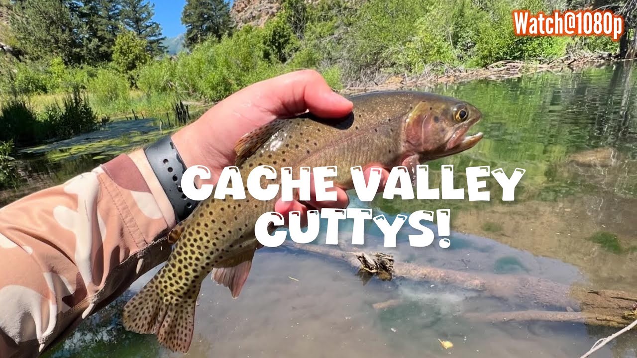 Cache Valley Cuttys! #tenkara