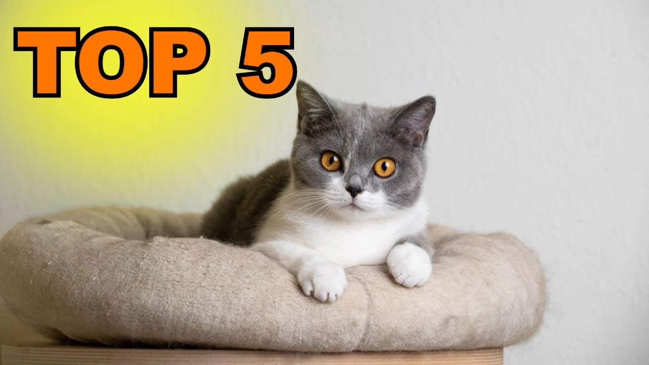 panier pour chat : TOP 5 des paniers pour chat à acheter en 2023