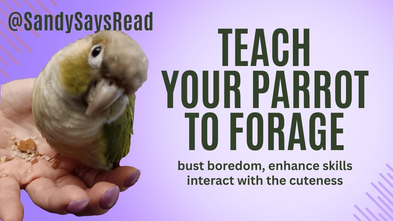 Train Your Pet Bird to Forage for Their Good Health, Activity, Fun