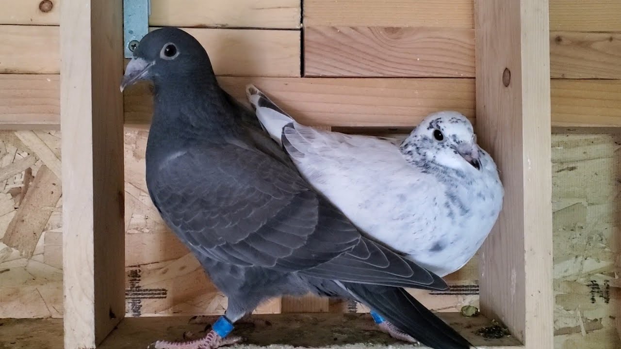 Weaning The Last Pigeons Of First Round