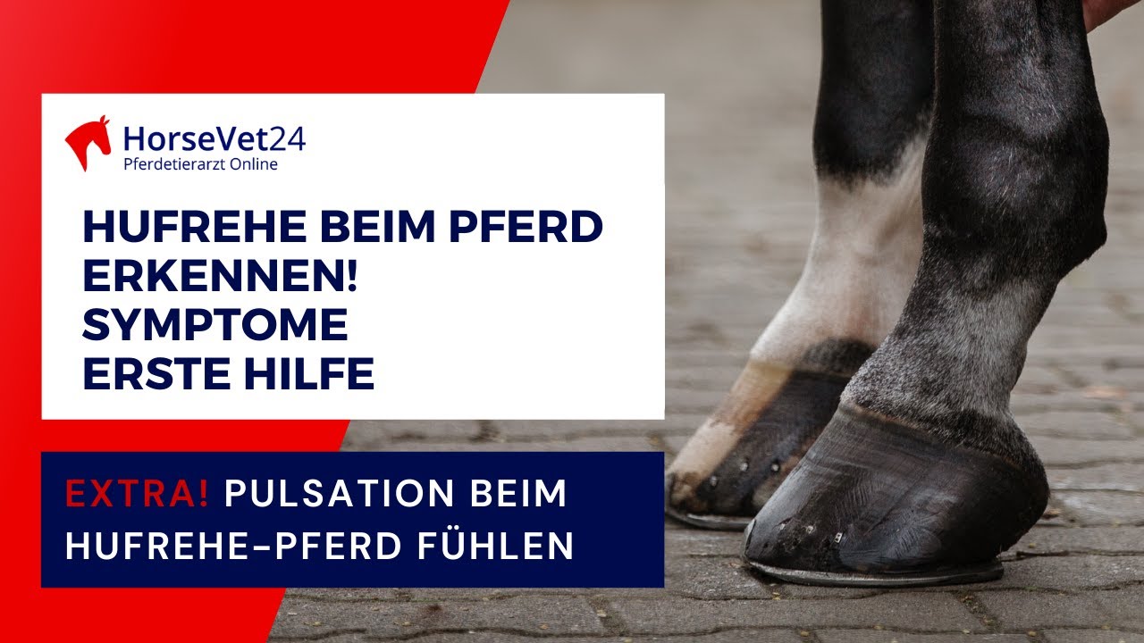 Hufrehe beim Pferd erkennen: Symptome & Erste Hilfe! Erklärung Pulsation Hufrehe fühlen /HorseVet24