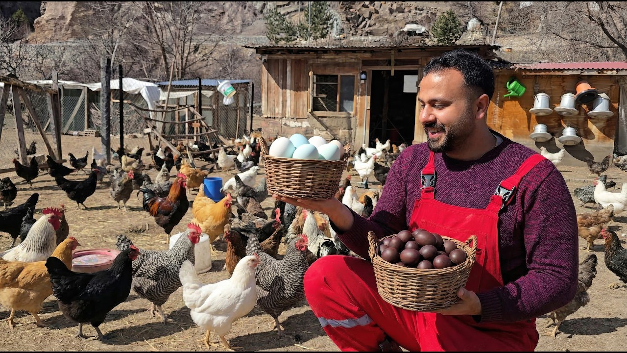 Bayramda Sürpriz Yumurtalar Geldi! 😍🥚 | Yeni Cins Tavuk | Çiftlik Rutini | Tavuk Yumurtası Toplama