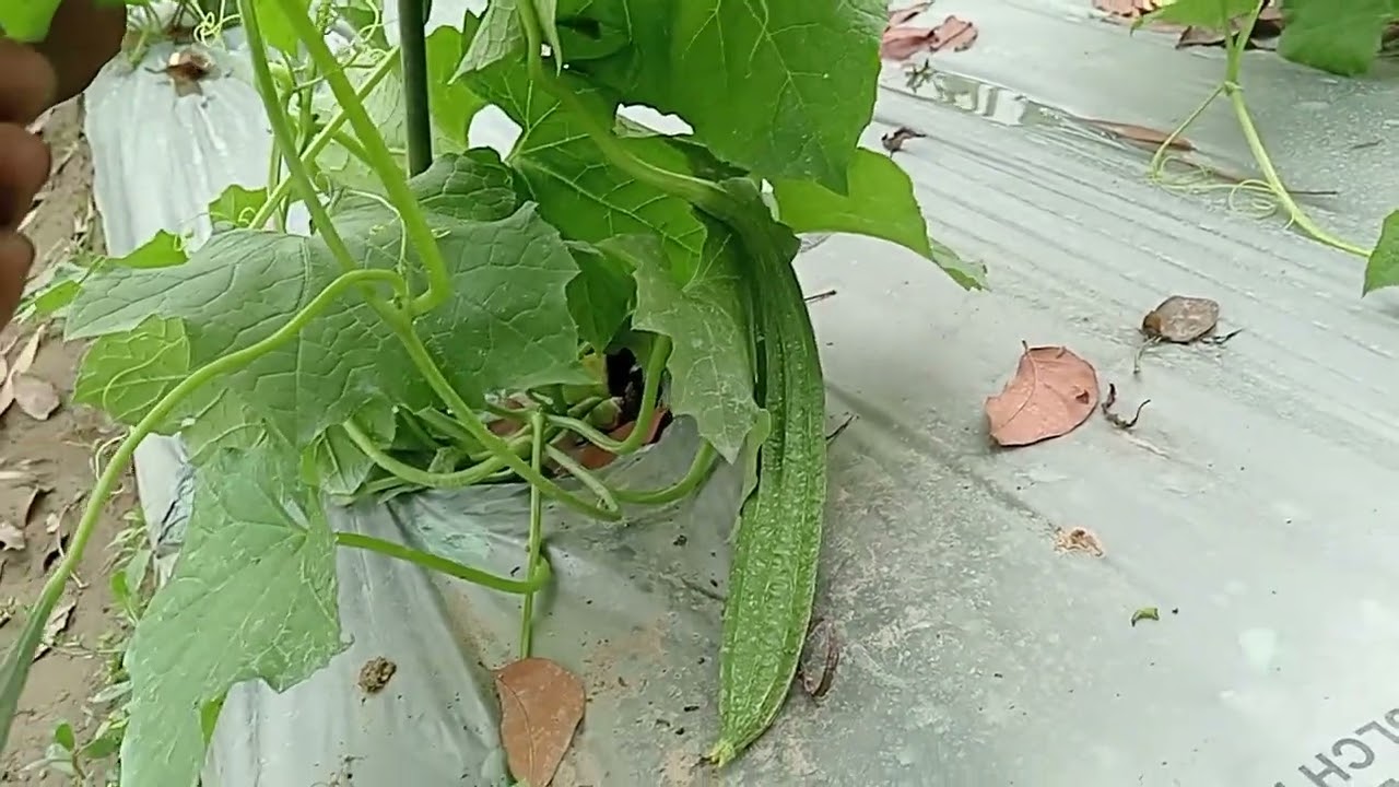 অতিরিক্ত বৃষ্টি তে ও জিঙ্গা গাছের পরিচর্যা। 