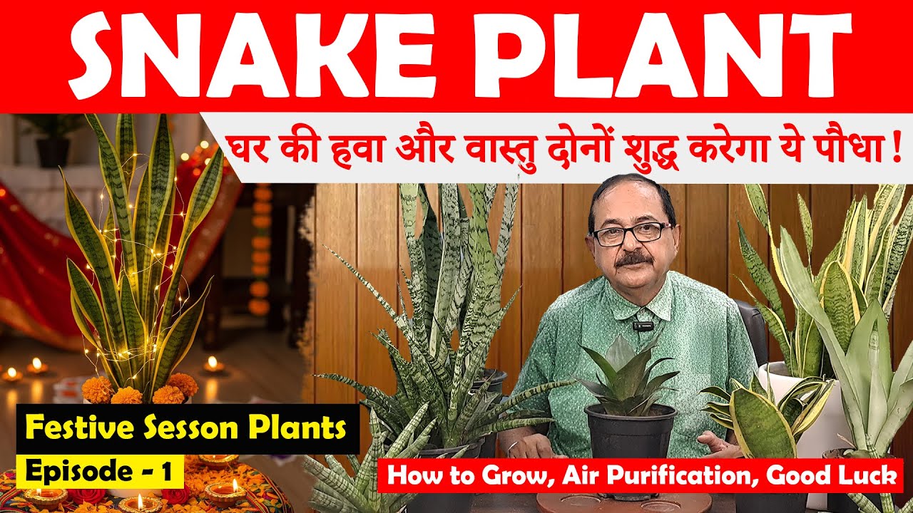 Snake Plant - स्नेक प्लांट के फायदे I Vastu Plant & Festive Decor Star | Best Indoor Plants