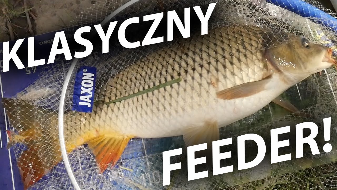 KLASYCZNY FEEDER NA PZW I KOMERCJI! MASA RYB! GOŚCINNIE: BER GAR!