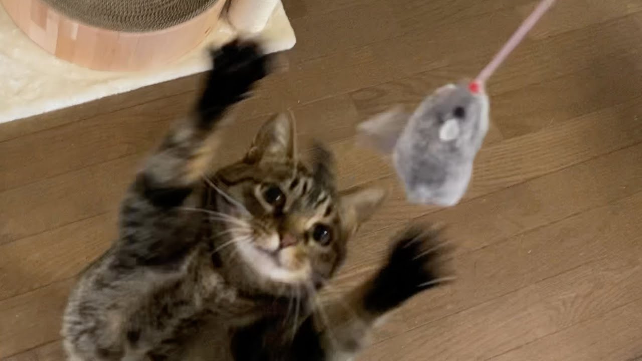 凶暴猫の大好きなネズミのおもちゃを見せた結果...
