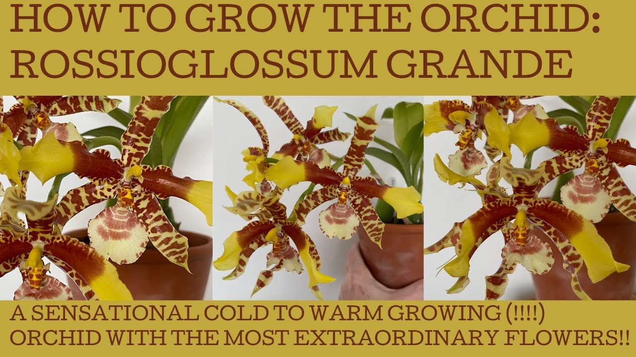 How to grow the cold tolerant orchid Rossioglossum grande: sensational huge flowers!