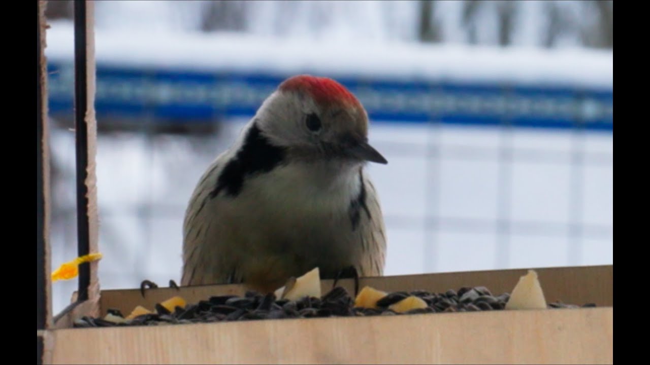 Bird watching in winter with nice lofi sound