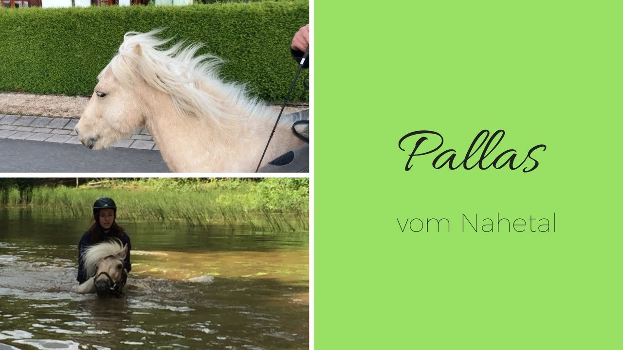 Pallas vom Nahetal - zu jedem Sp&auml;&szlig;chen bereit