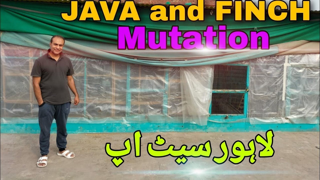 Java | Finch Mutation & Dove Visited at Tamseel Nasir SB Birds Setup in Lahore Pakistan