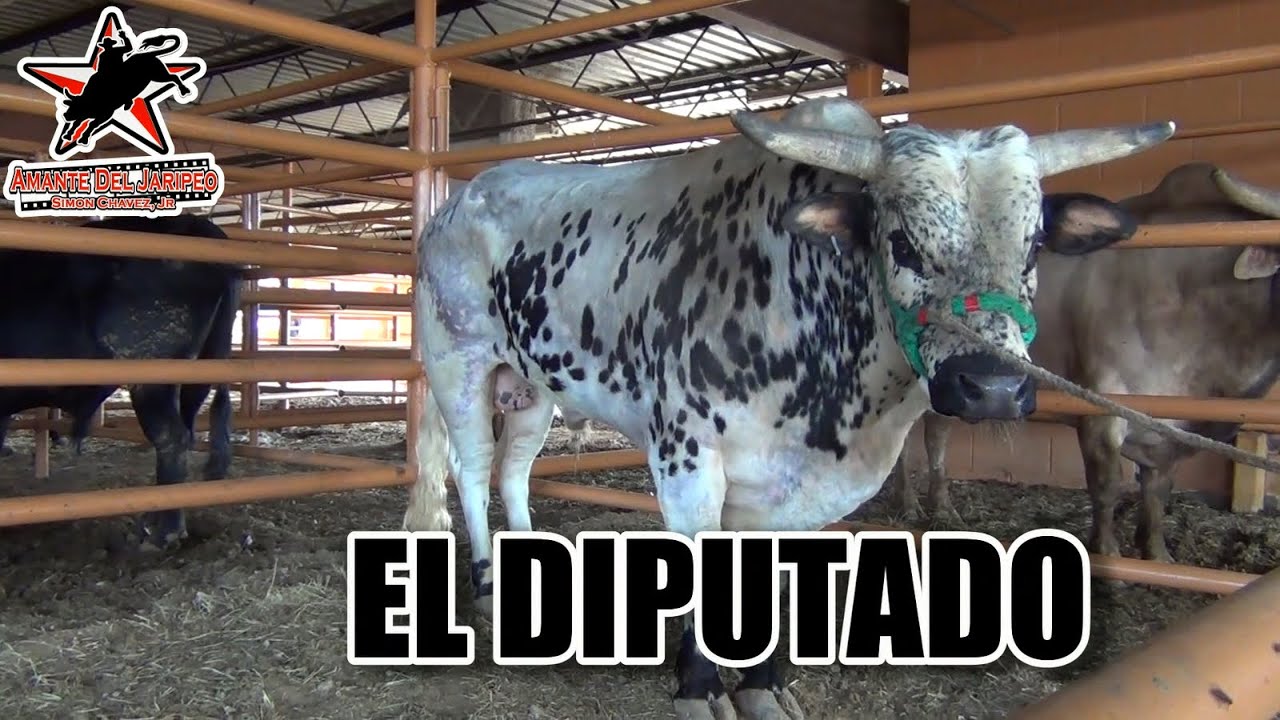 ¡¡LES METIERON 8 PORRAZOS A LA MEJOR PALOMILLA de USA!! Terribles en la Garibaldi Houston (1080p HD)