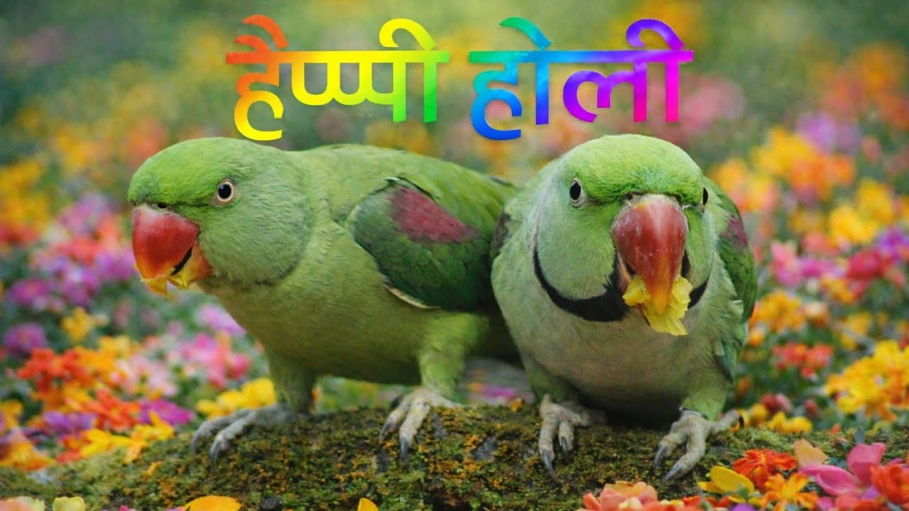 Radhe Radhe|| 🔴 Live Bolta Parrot Real Time Reaction 🦜|| Live Parrot Cam 🦜 | Non Stop Talk & Fun