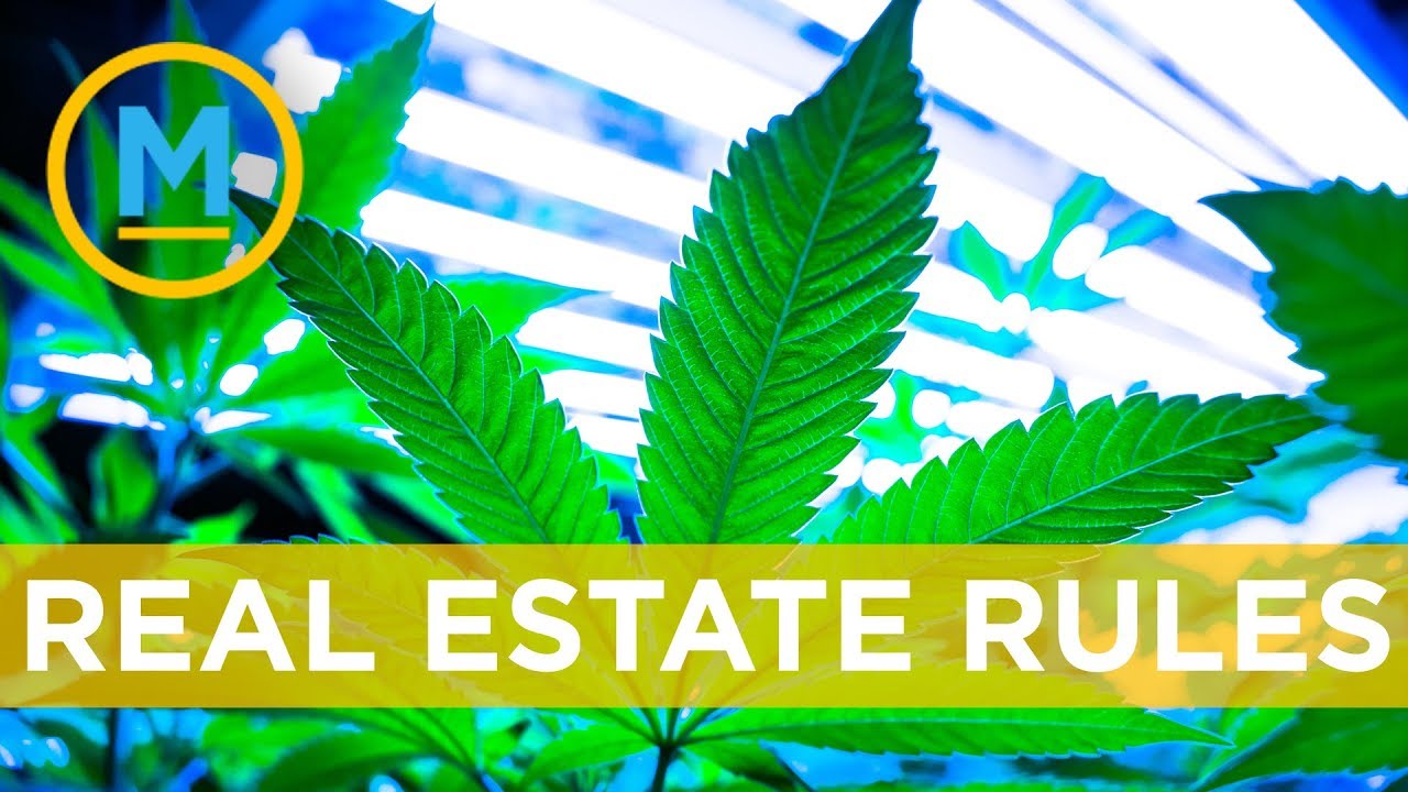 Can you grow or smoke cannabis if you&rsquo;re a renter? | Your Morning