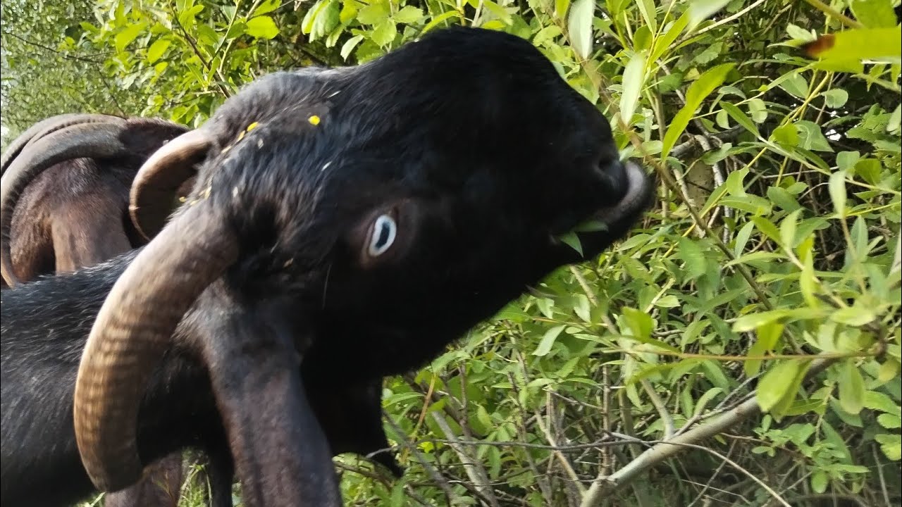 Hələb keçisi alıram 055 779 39 97