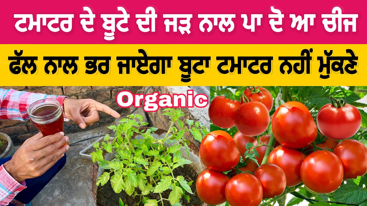 ਟਮਾਟਰ ਦੇ ਬੂਟੇ ਦੀ ਜੜ੍ਹ ਨਾਲ ਪਾ ਦੋ ਆ ਚੀਜ਼ ਟਮਾਟਰ ਨਹੀਂ ਮੁੱਕਣੇ | punjabi Latest video 2026