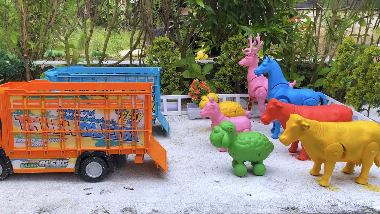 Mantul‼️ Proses Angkut Sapi Kotor Berlumpur Dengan Truk Oleng Dan Membersihkan 